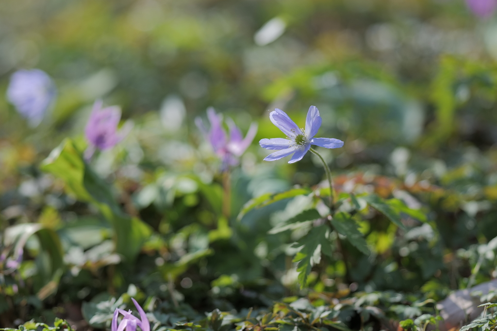 菊咲一華（キクザキイチゲ）