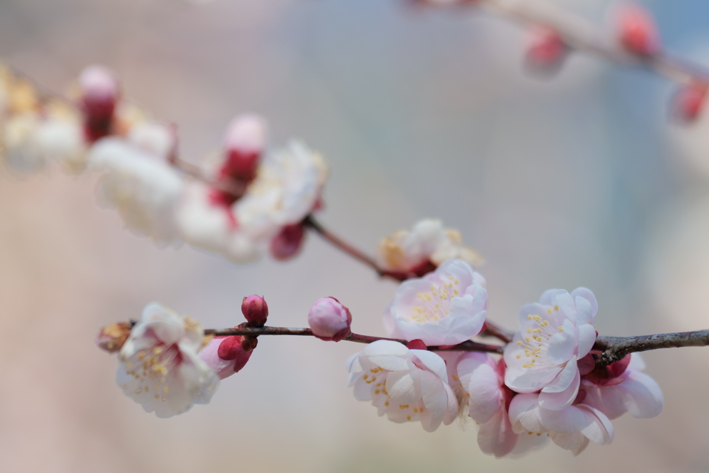 春告草（はるつげぐさ）