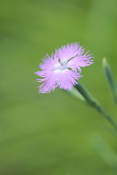 河原撫子(カワラナデシコ)