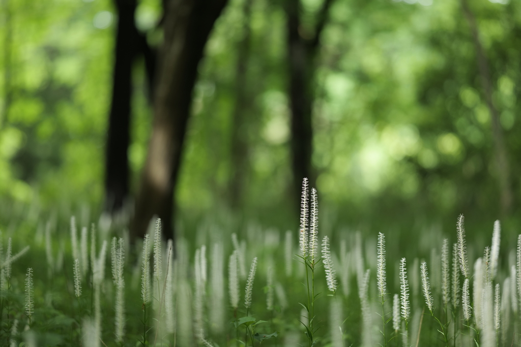 白糸草集う林 3