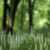 白糸草集う林 3