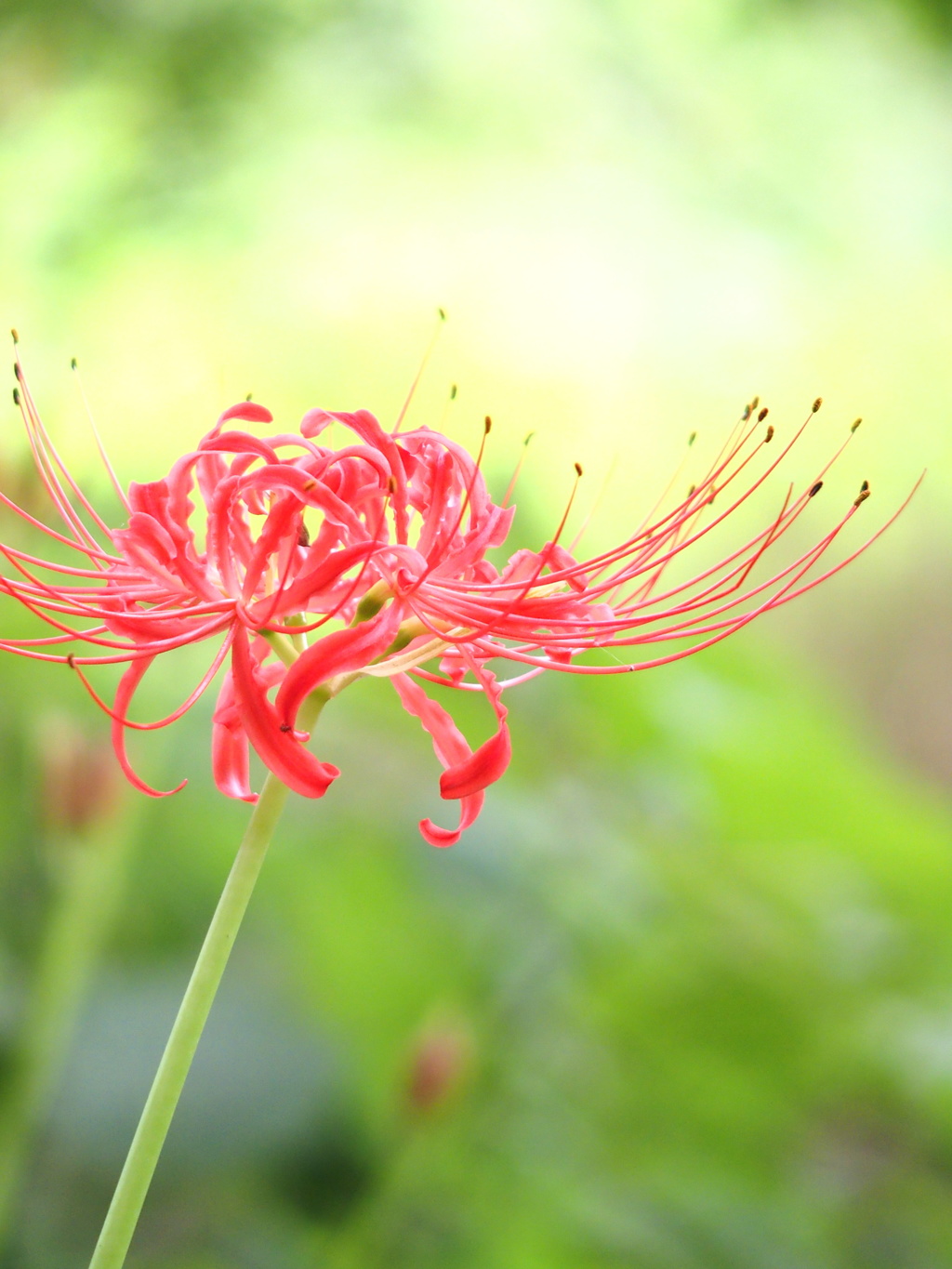 曼珠沙華　すりー