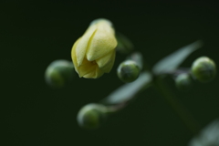 黄蓮華升麻（キレンゲショウマ）