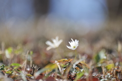 菊咲一華（キクザキイチゲ）