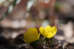 黄花節分草（キバナセツブンソウ）３月１０日