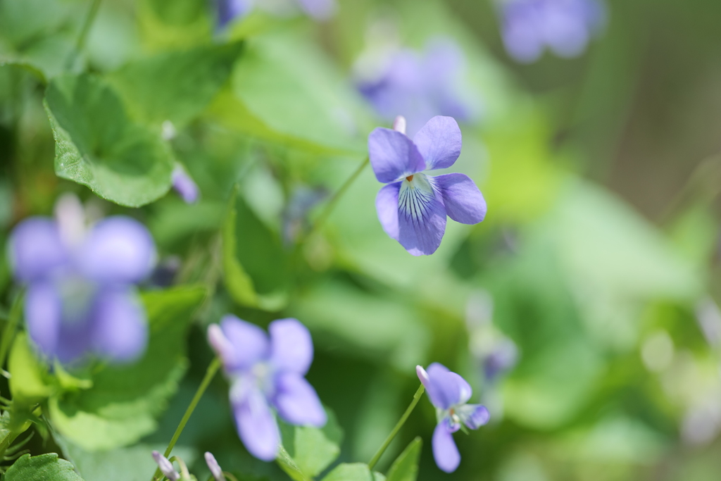 violet