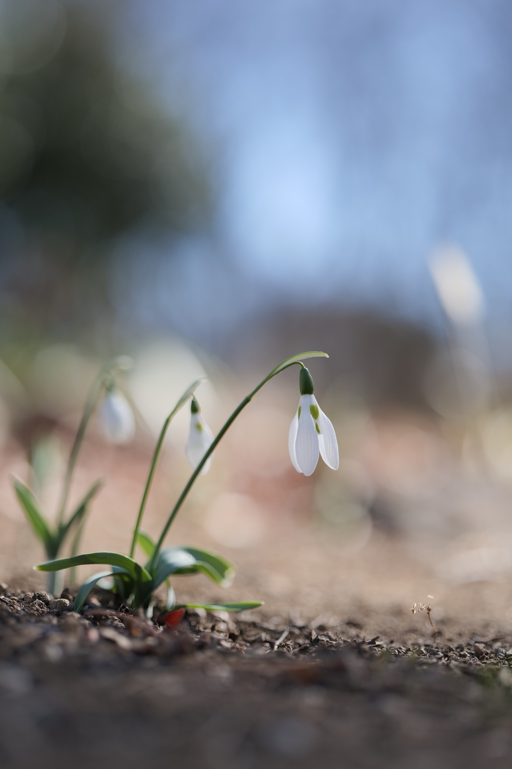 冬ざれの公園ひだまりの雪草