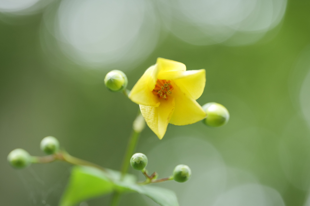 黄蓮華升麻（キレンゲショウマ）