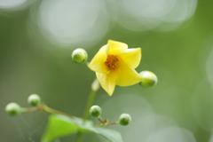 黄蓮華升麻（キレンゲショウマ）