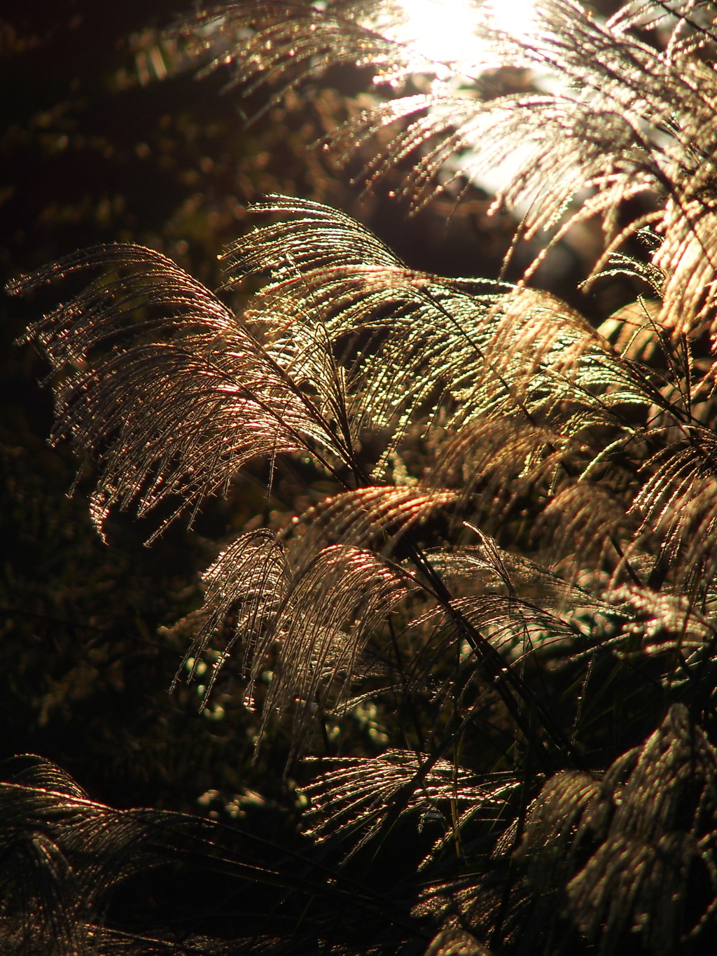 Golden Grass つー