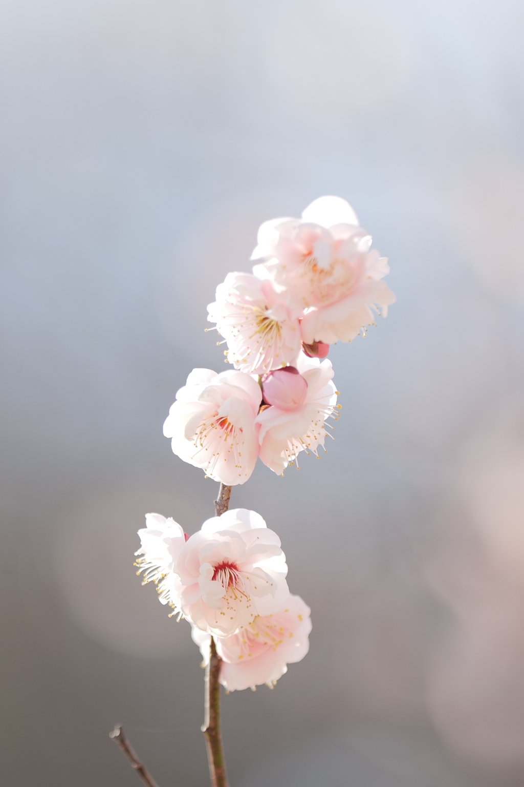 春告草（はるつげぐさ）