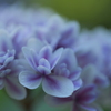 紫陽花(アジサイ)４