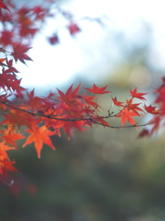 風にゆれる紅葉