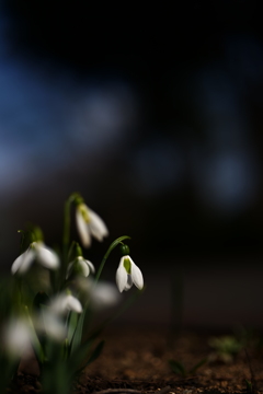 Snowdrop