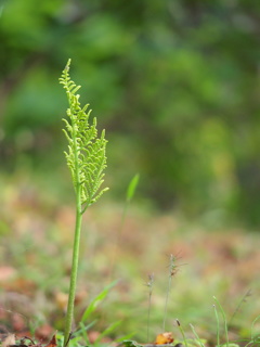 冬花蕨