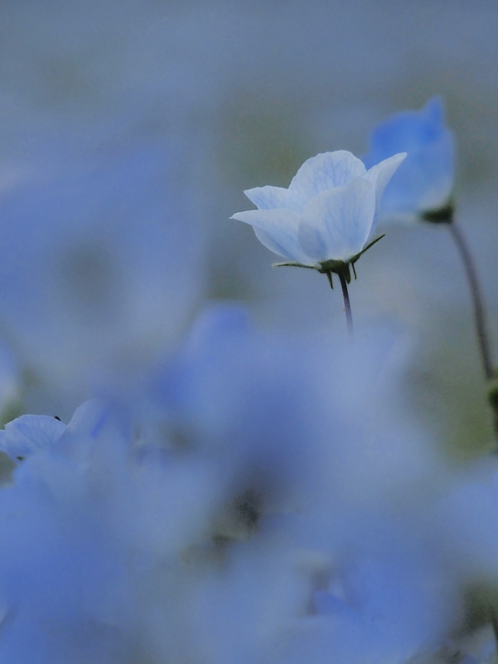 simple つー