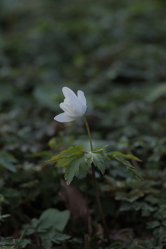 菊咲一華（キクザキイチゲ）