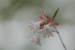 花園衝羽根空木（ハナゾノツクバネウツギ）