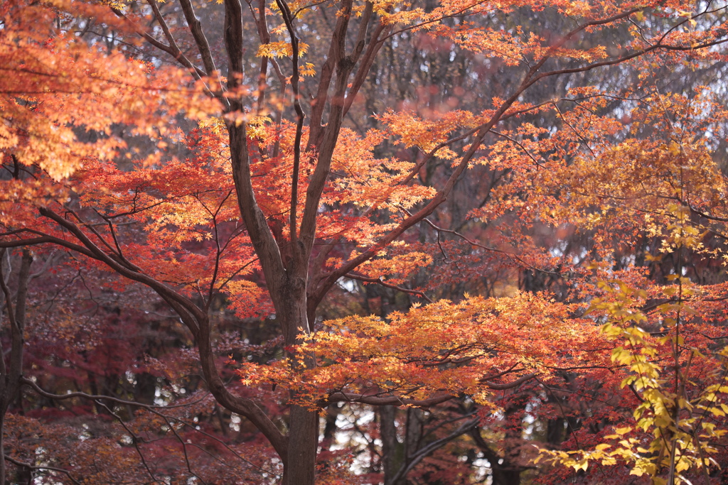 紅葉