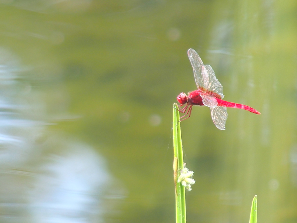 ショウジョウトンボ　つー
