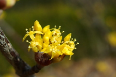 山茱萸(サンシュユ)の花