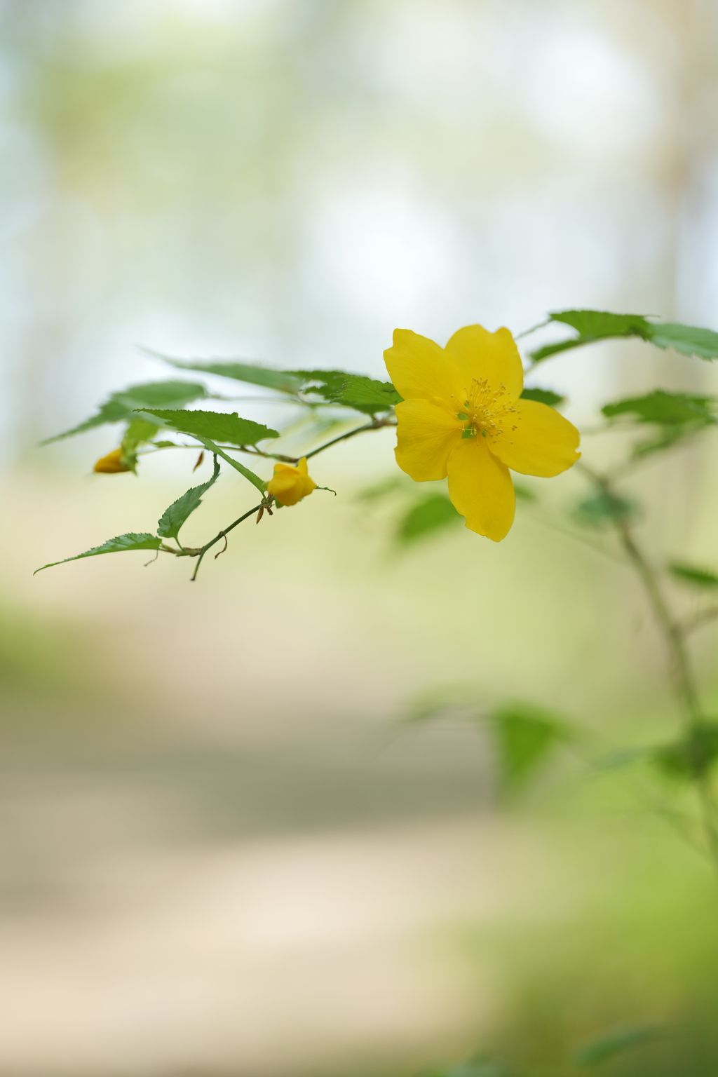 林道脇のやまぶき