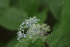 小紫陽花(コアジサイ)