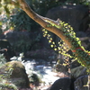 常緑の日本庭園