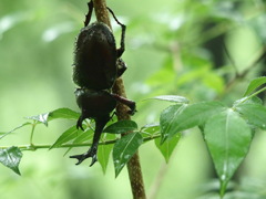 カブトムシ