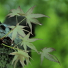 新緑の陰で・・・