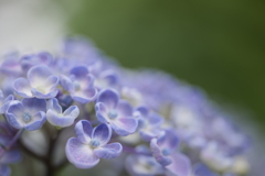 渦紫陽花(ウズアジサイ)