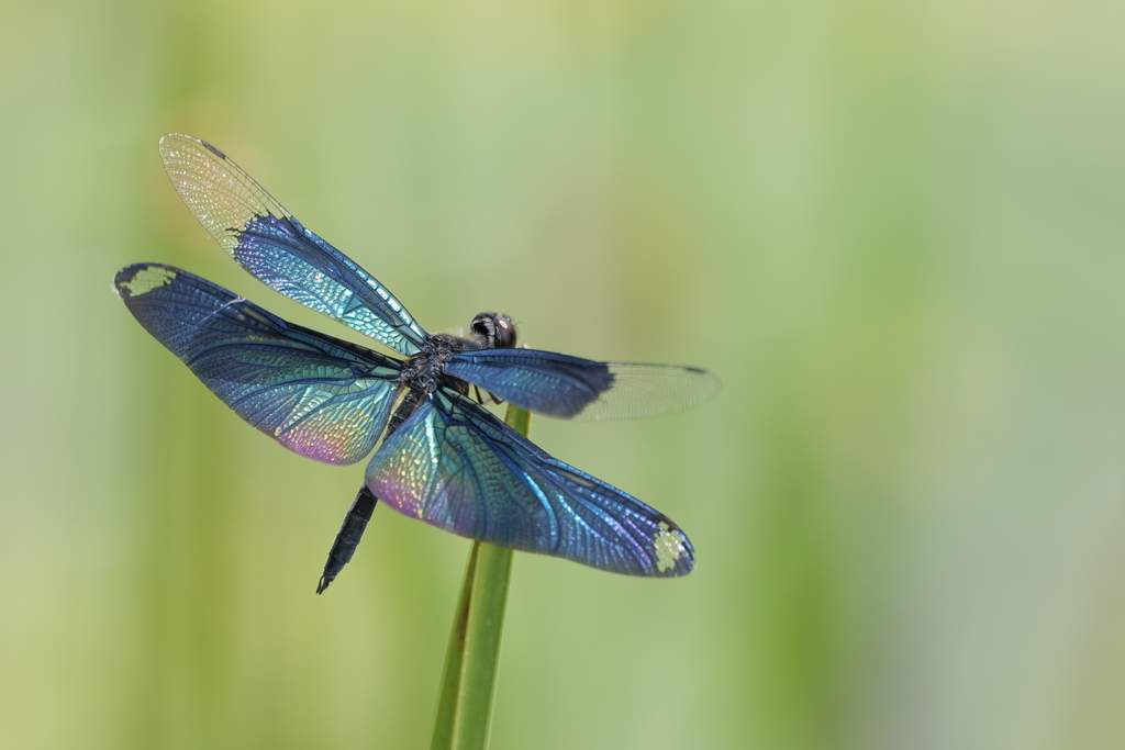 蝶蜻蛉(チョウトンボ) by CMonet (ID:12509896) - 写真共有 蝶蜻蛉(チョウトンボ) by CMonet (ID:12509896) - 写真共有