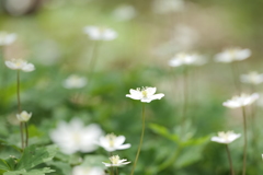 二輪草（ニリンソウ）