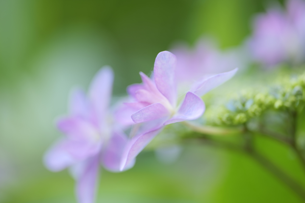 紫陽花（アジサイ）