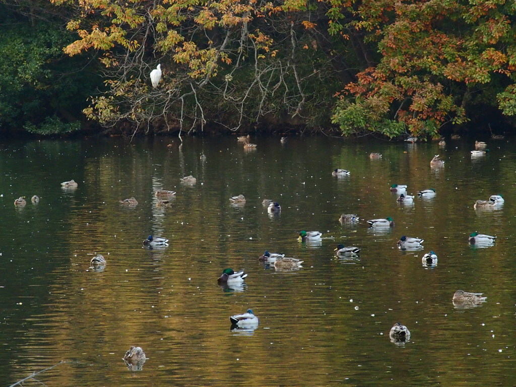 On Golden Pond