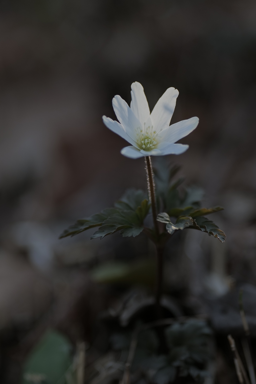 Spring ephemeral