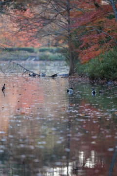 秋彩を映す沼
