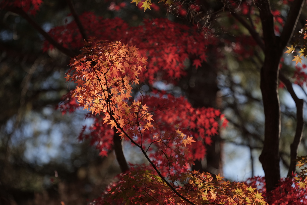 紅の明暗