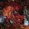 紅の明暗