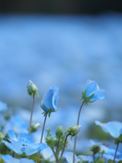 春のブルー