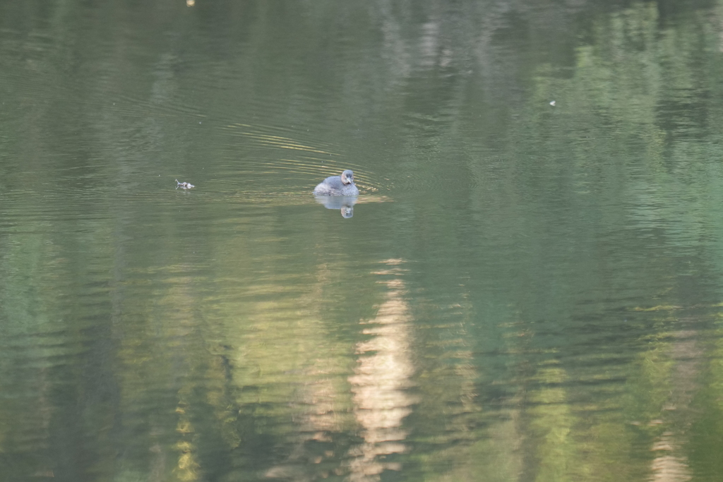 鳰・鸊鷉（カイツブリ）