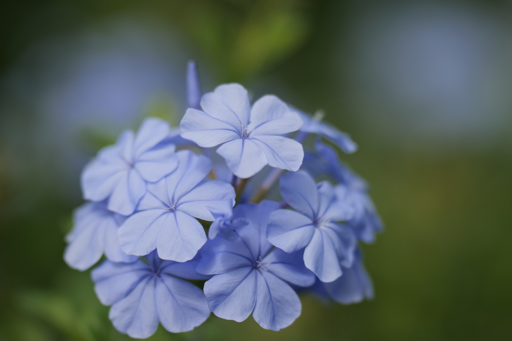 瑠璃茉莉（ルリマツリ）