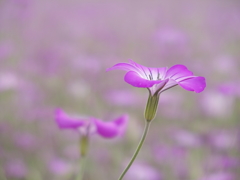 麦撫子