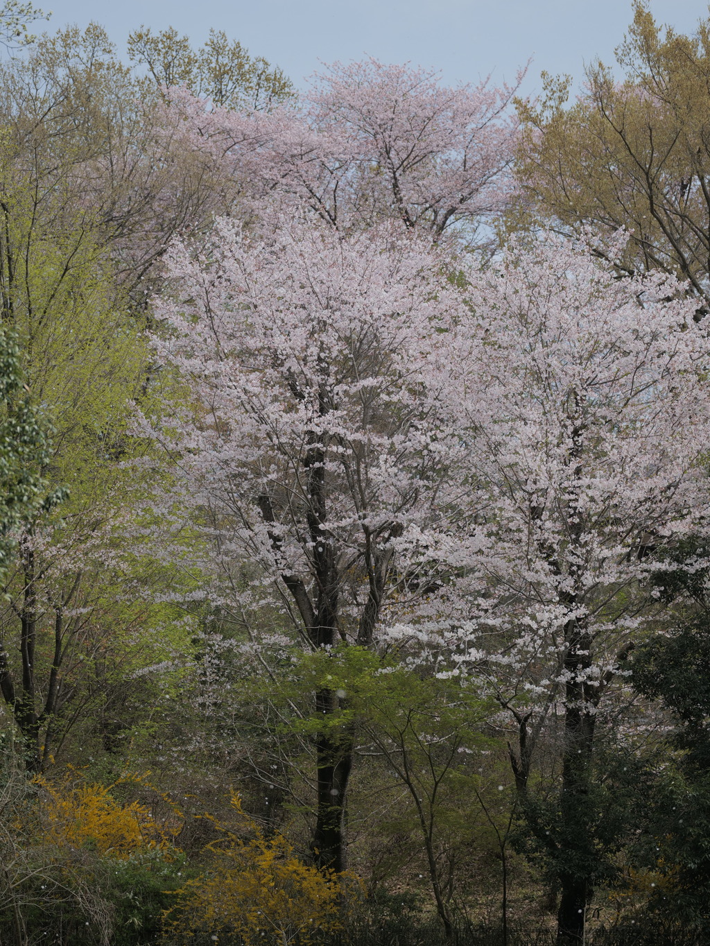 里山の春