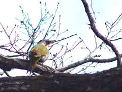 Japanese Green Woodpecker つー