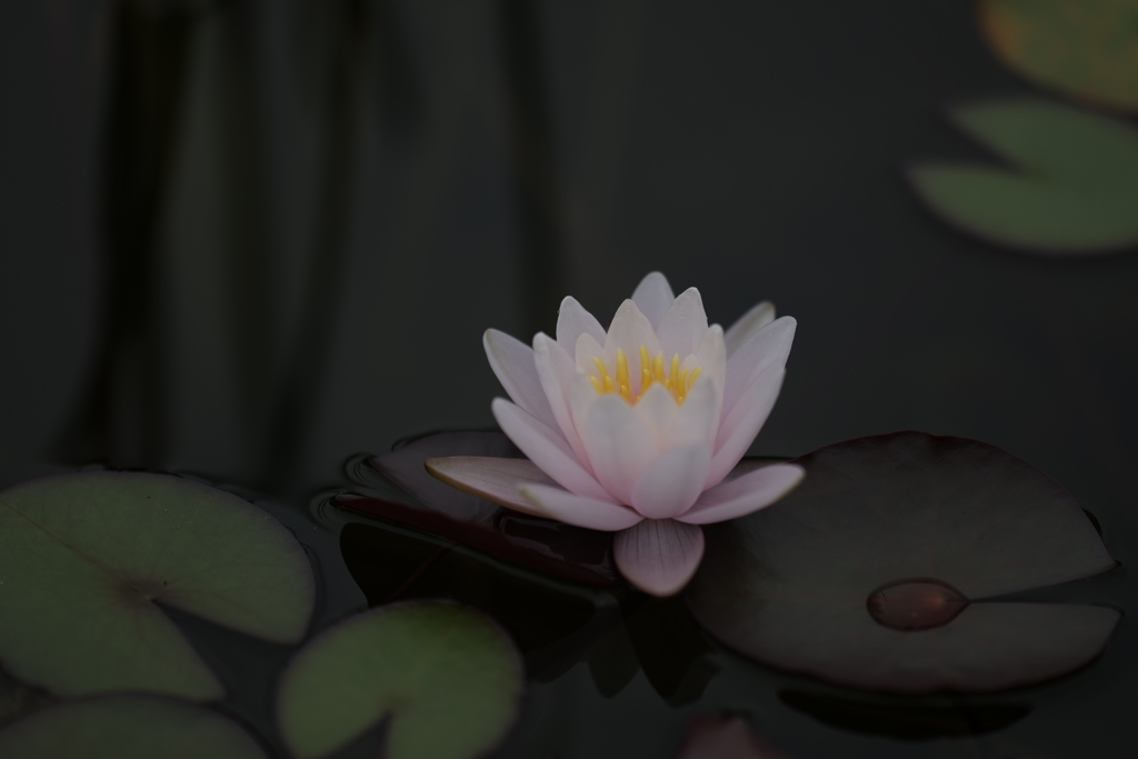 睡蓮(スイレン)