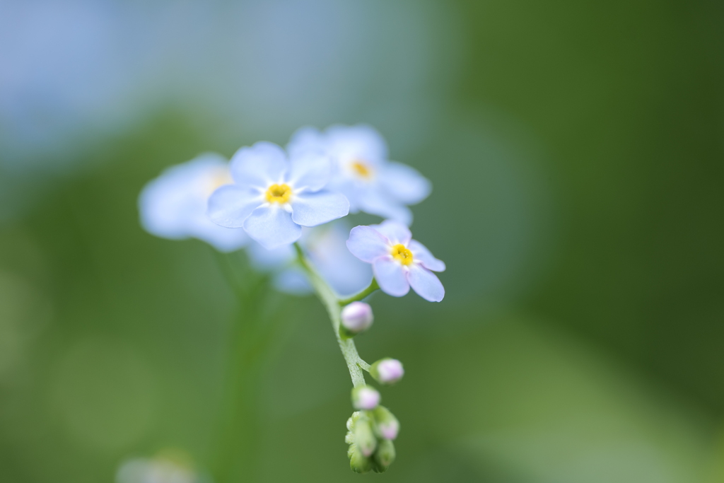 勿忘草（ワスレナグサ）