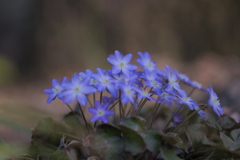 雪割草