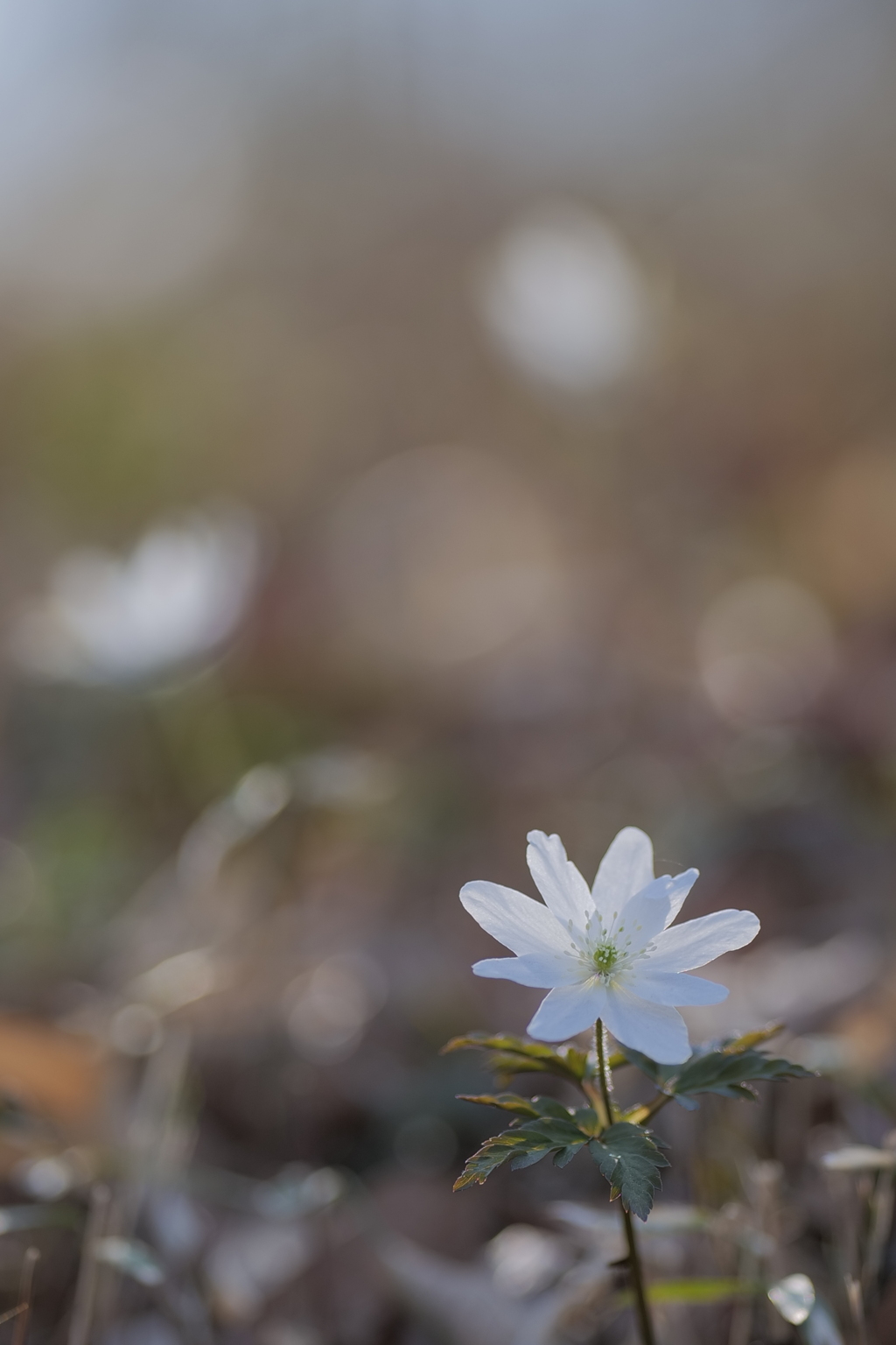 菊咲一華（キクザキイチゲ）