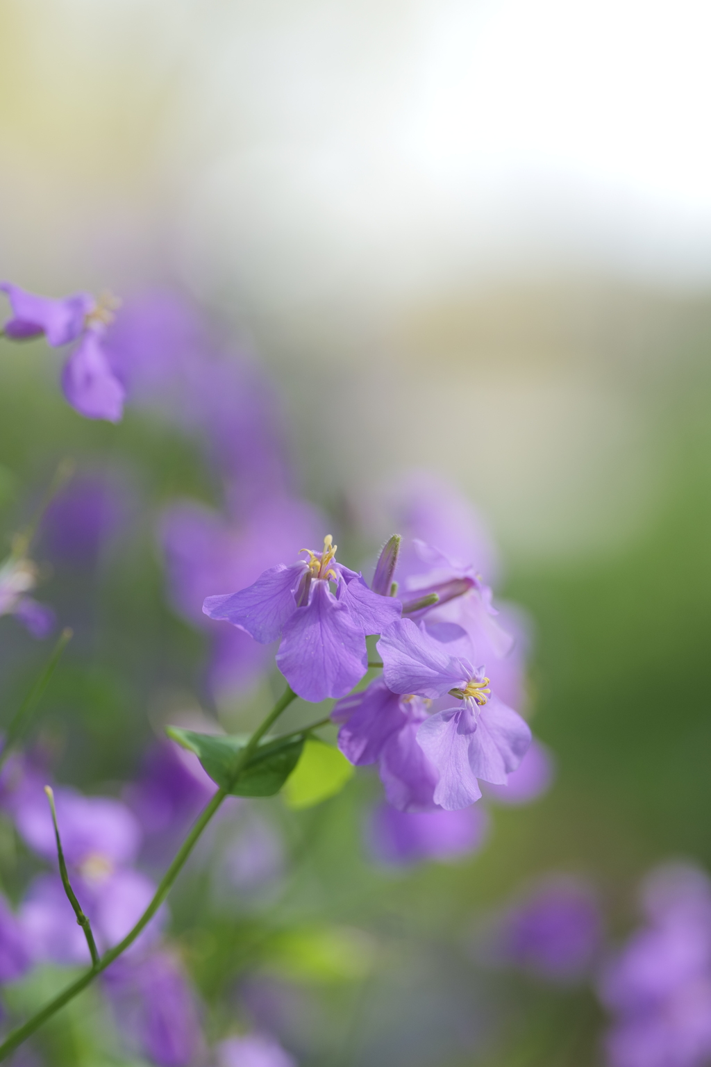 紫花菜（ムラサキハナナ）